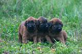 BRIARD 318